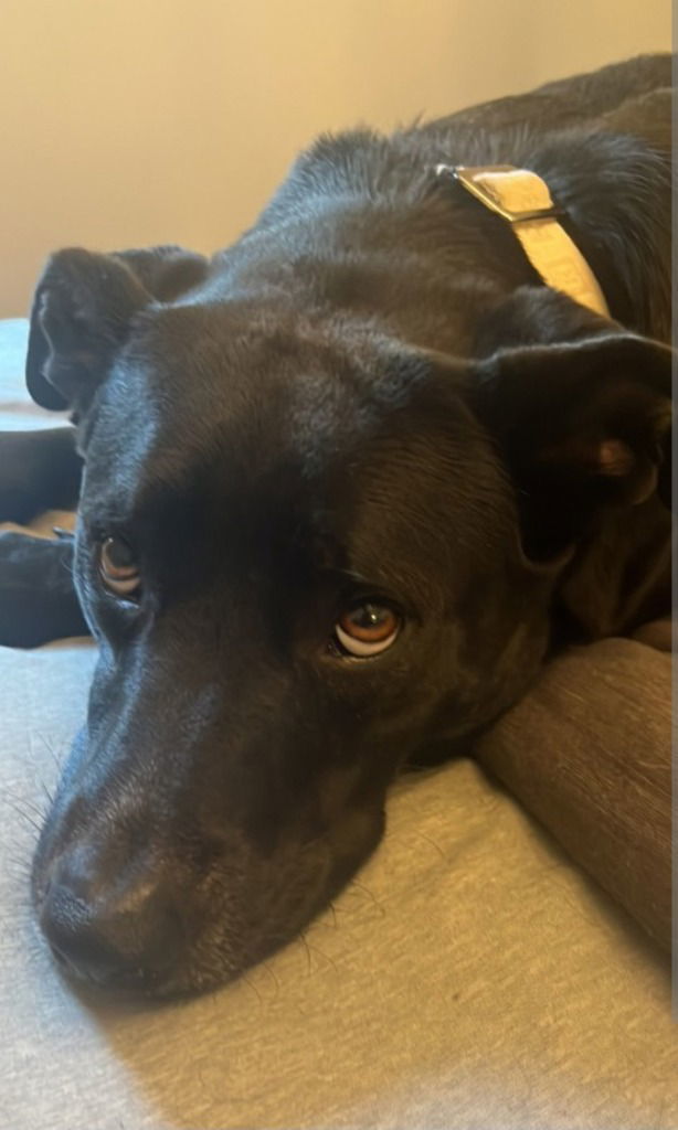 Cardi, an adoptable Labrador Retriever in Battle Ground, WA, 98604 | Photo Image 3