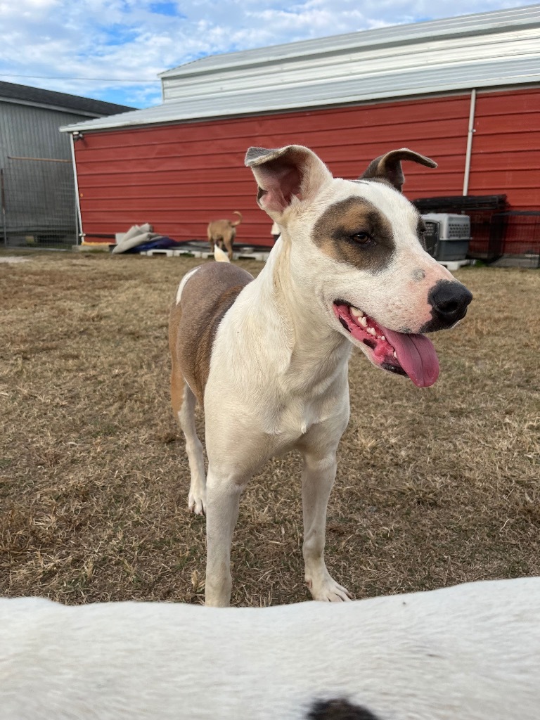 H388, an adoptable Terrier in Mullins, SC, 29574 | Photo Image 1