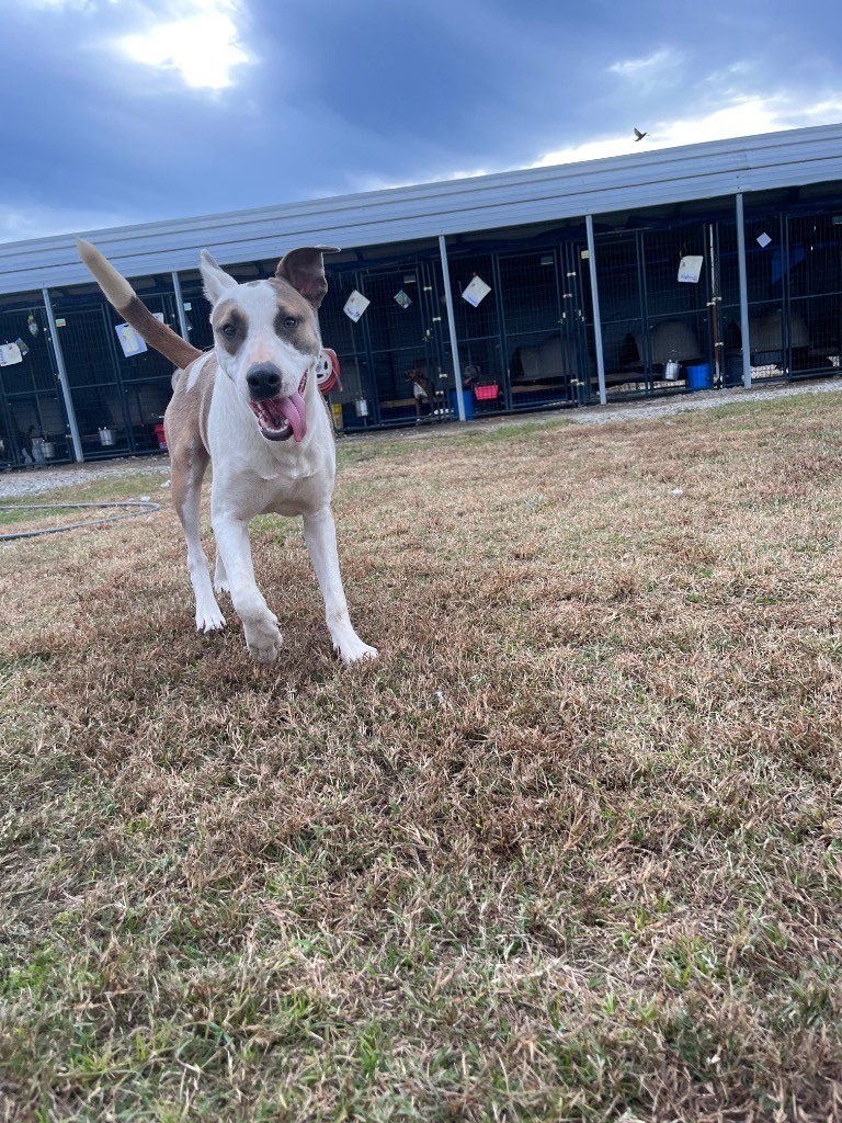 H388, an adoptable Terrier in Mullins, SC, 29574 | Photo Image 5