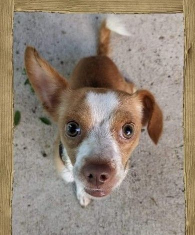 Petfinder rat hot sale terrier