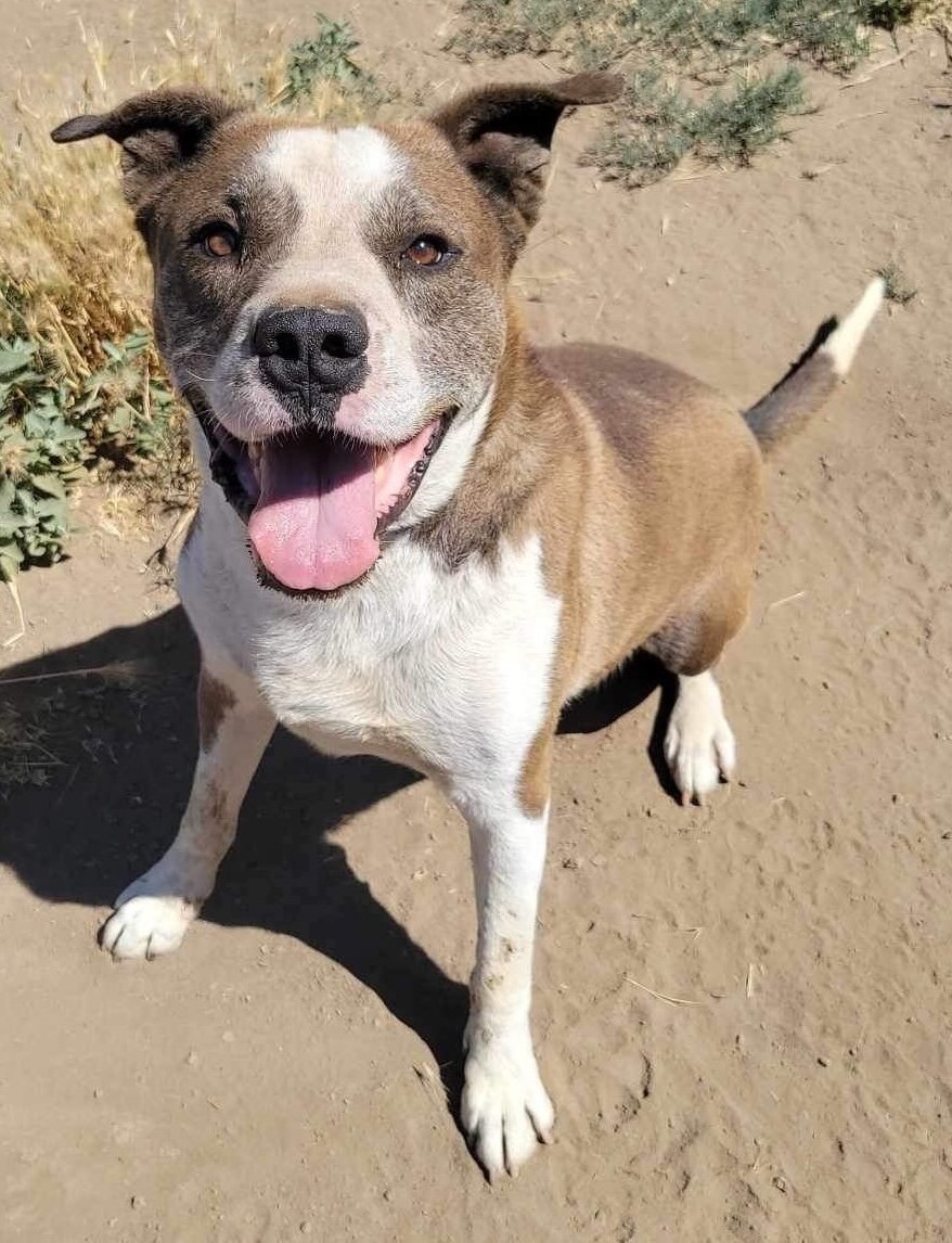 Arlow, an adoptable Pit Bull Terrier in Yreka, CA, 96097 | Photo Image 1
