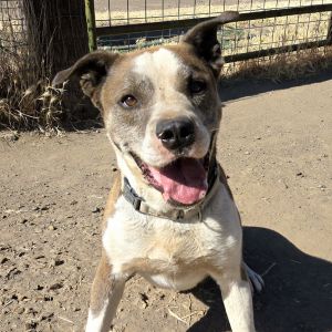 Arlow, Senior Male Pit Bull Terrier