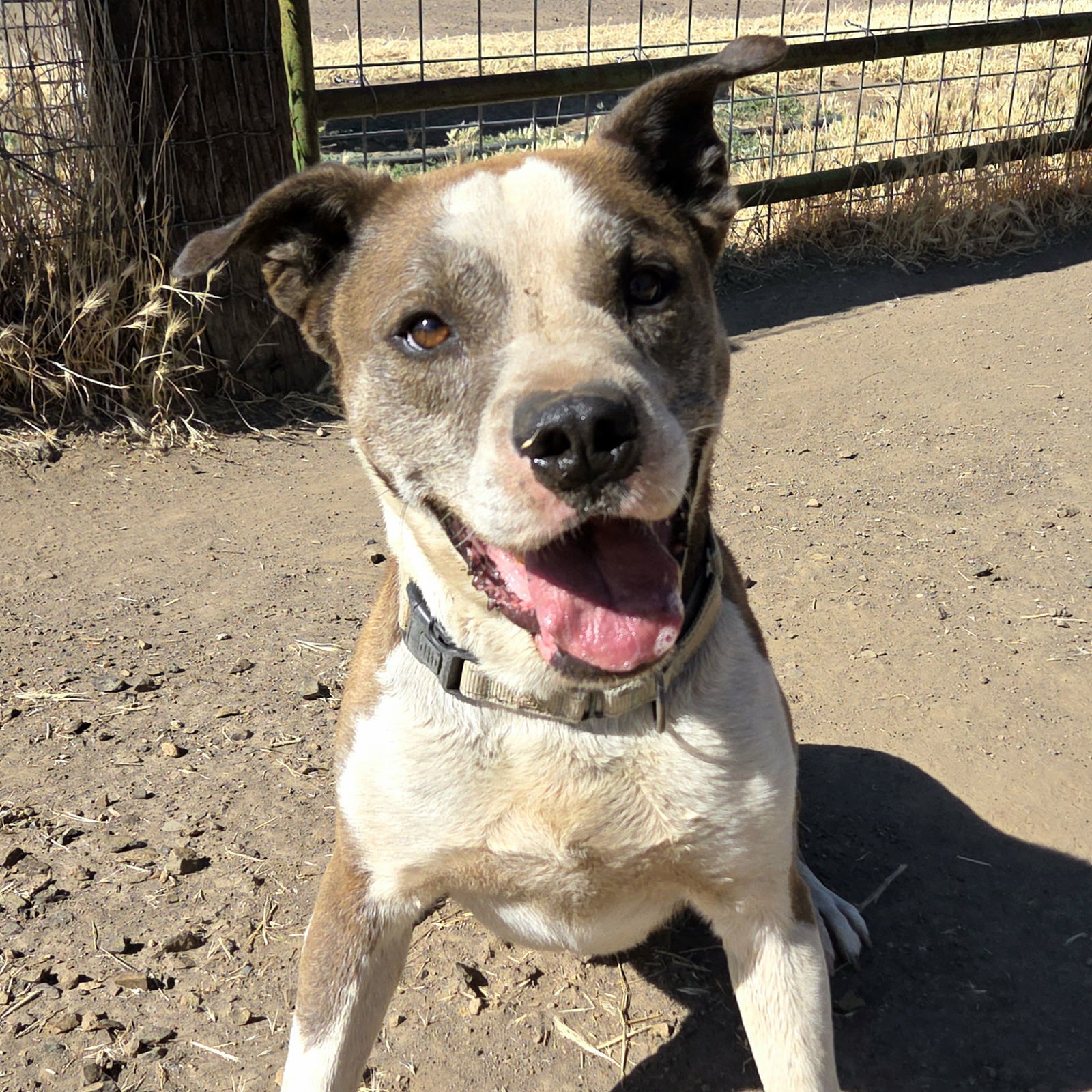 Arlow, an adoptable Pit Bull Terrier in Yreka, CA, 96097 | Photo Image 1