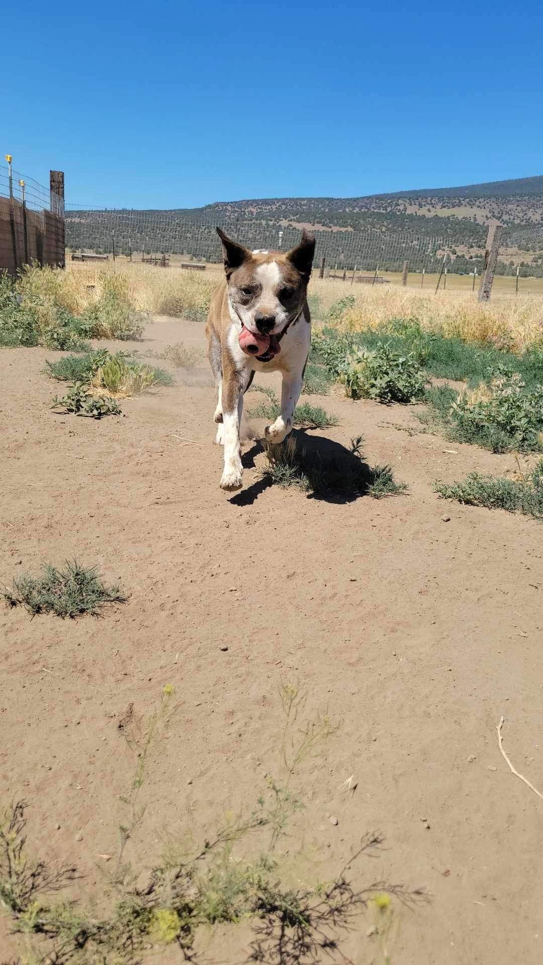 Arlow, an adoptable Pit Bull Terrier in Yreka, CA, 96097 | Photo Image 3