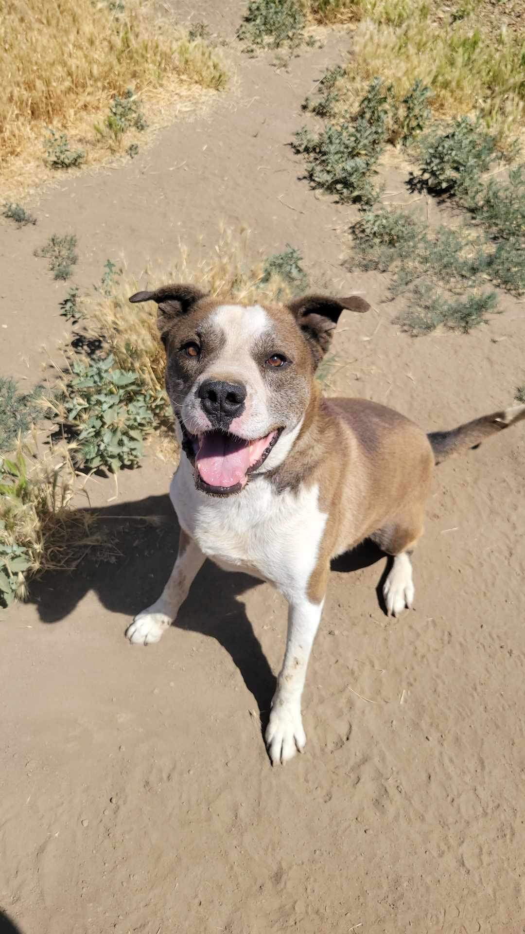 Arlow, an adoptable Pit Bull Terrier in Yreka, CA, 96097 | Photo Image 3