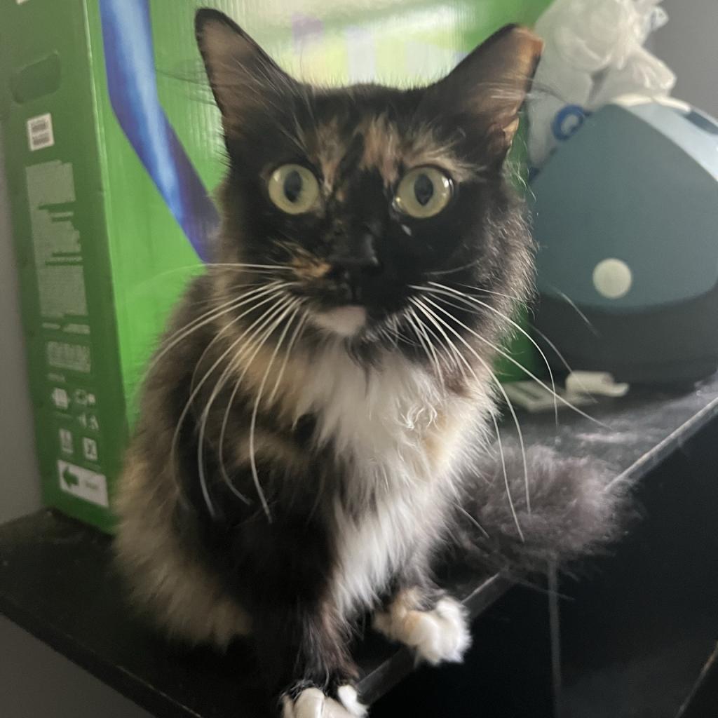 Snert (Betty Boop on microchip) - MISSING, an adoptable Domestic Long Hair in Lynchburg, VA, 24502 | Photo Image 1