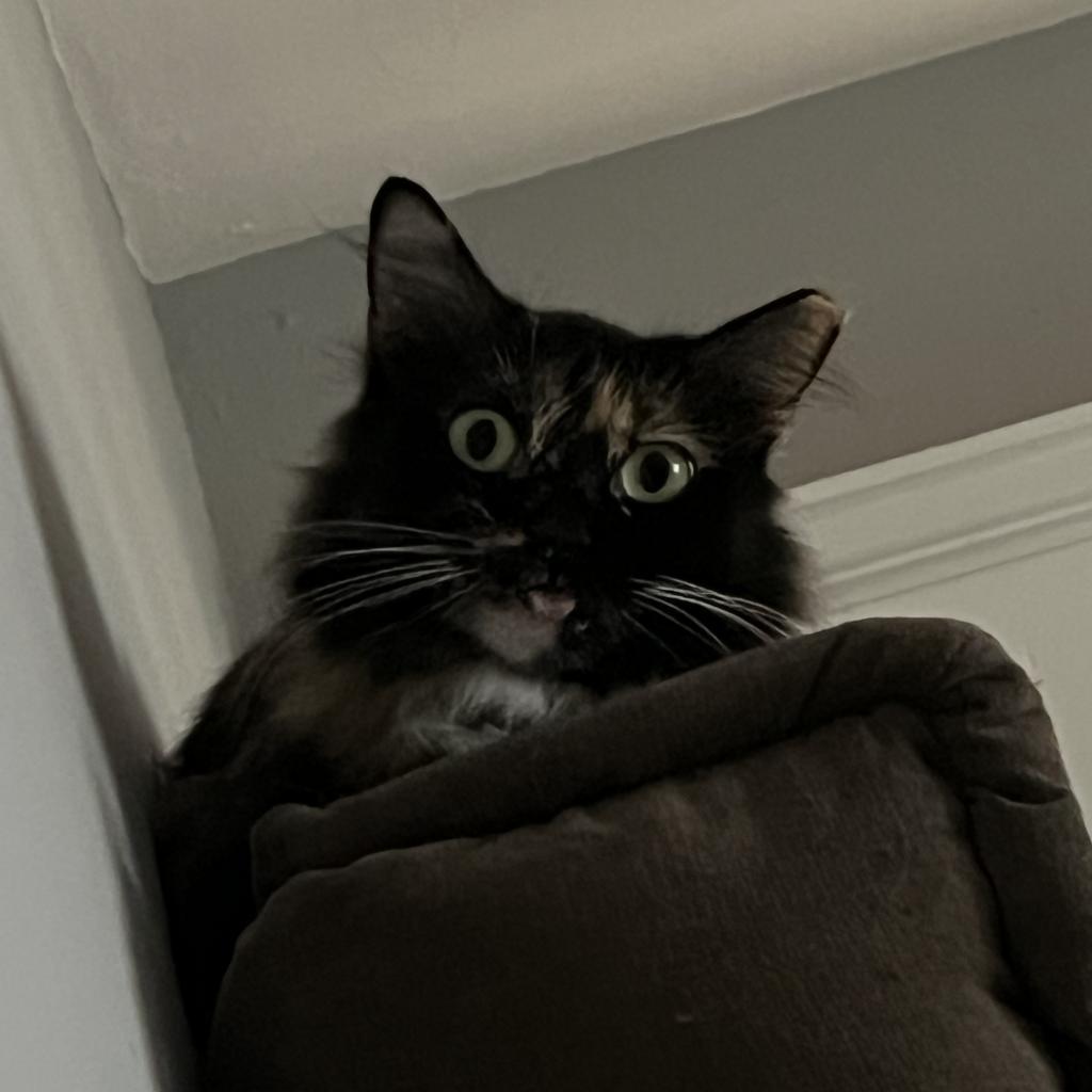Snert (Betty Boop on microchip) - MISSING, an adoptable Domestic Long Hair in Lynchburg, VA, 24502 | Photo Image 2