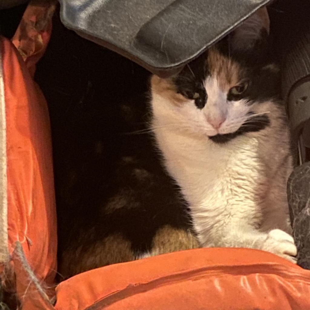 Pumpkin - MISSING, an adoptable Domestic Medium Hair in Lynchburg, VA, 24502 | Photo Image 1