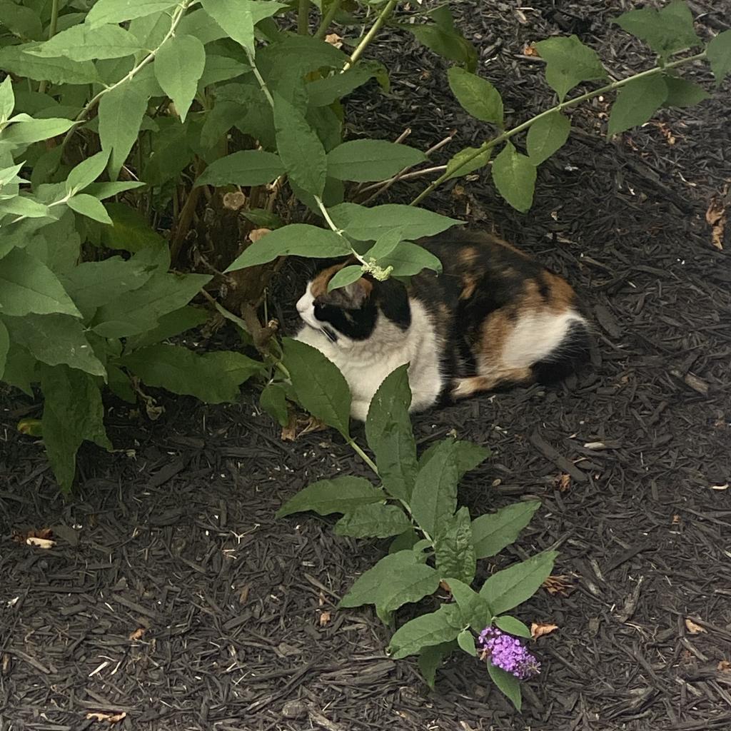 Pumpkin - MISSING, an adoptable Domestic Medium Hair in Lynchburg, VA, 24502 | Photo Image 2