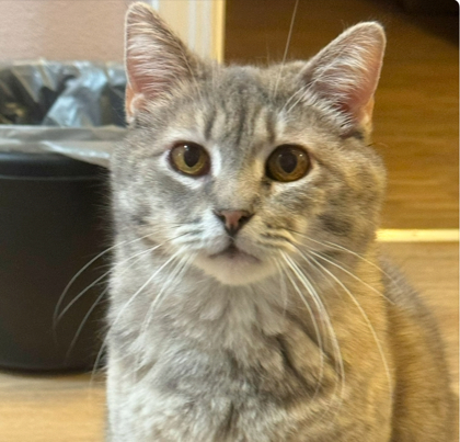 Grizabella, an adoptable Domestic Short Hair in De Soto, IA, 50069 | Photo Image 1