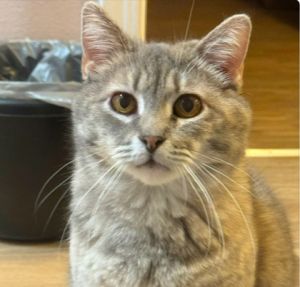 Grizabella, Adult Female unknown