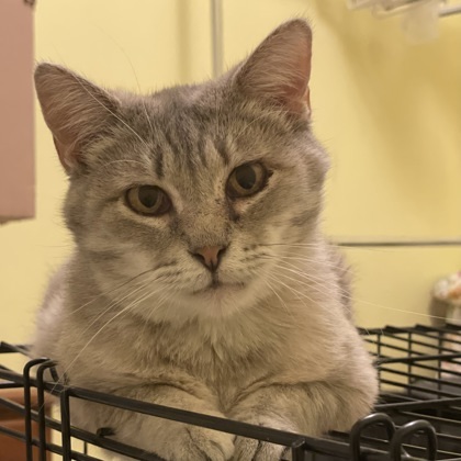 Grizabella, an adoptable Domestic Short Hair in De Soto, IA, 50069 | Photo Image 2