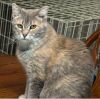 Grizabella photo 3