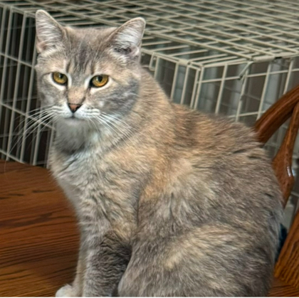 Grizabella, an adoptable Domestic Short Hair in De Soto, IA, 50069 | Photo Image 3