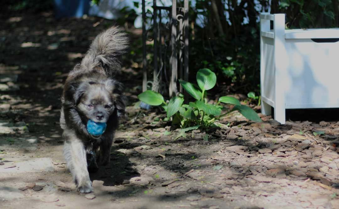 Bear and Farrah, an adoptable Tibetan Spaniel, Papillon in Lucknow, ON, N0G 2H0 | Photo Image 4