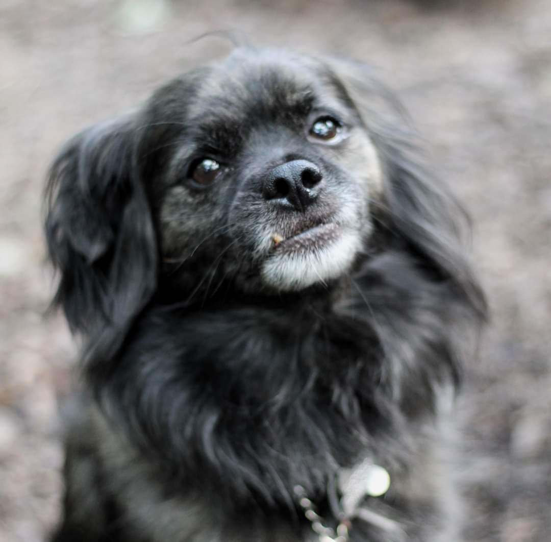 Bear and Farrah, an adoptable Tibetan Spaniel, Papillon in Lucknow, ON, N0G 2H0 | Photo Image 6