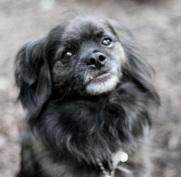 Tibetan spaniel best sale papillon mix