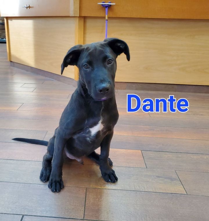 Dante  2