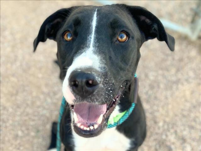 ROSIE, an adoptable Pit Bull Terrier in Tucson, AZ, 85745 | Photo Image 1