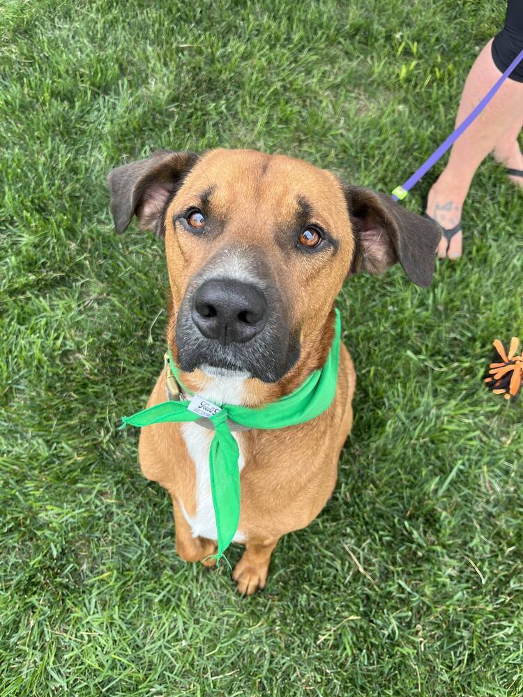 Dog for adoption - Tucker, a Mixed Breed in Deerfield, WI