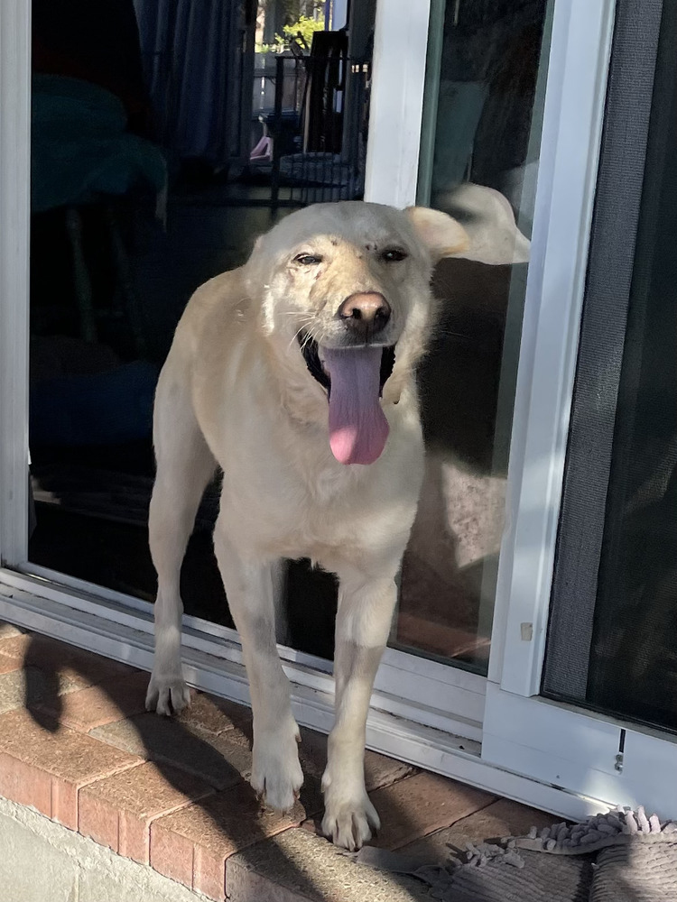 Reggie, an adoptable Labrador Retriever, Basenji in Bonita, CA, 91908 | Photo Image 3