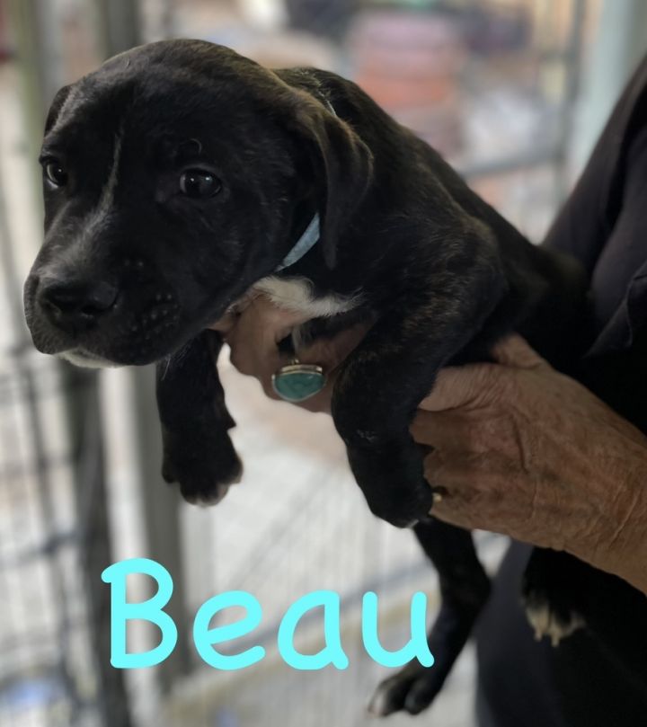 Cookie-Beau 4