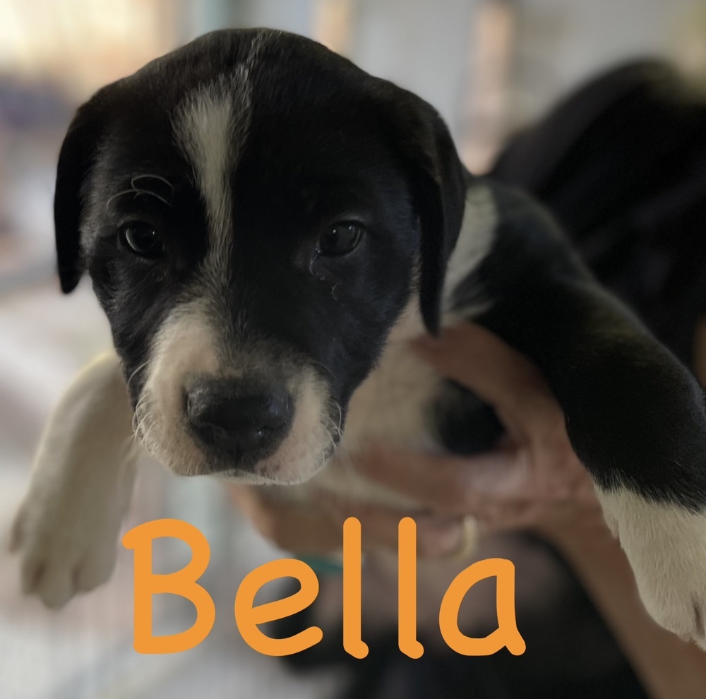 Cookie-Bella