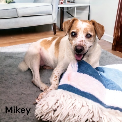 Mikey, an adoptable Hound Mix in Cumberland, MD_image-1