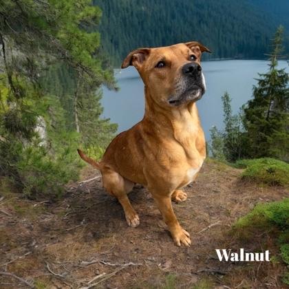 Walnut, an adoptable Rhodesian Ridgeback, Black Mouth Cur in Cumberland, MD, 21502 | Photo Image 2