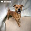 Walnut photo 3