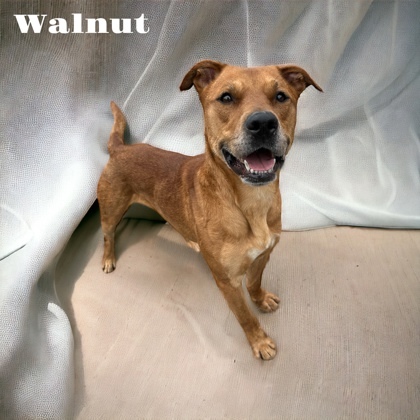 Walnut, an adoptable Rhodesian Ridgeback, Black Mouth Cur in Cumberland, MD, 21502 | Photo Image 3