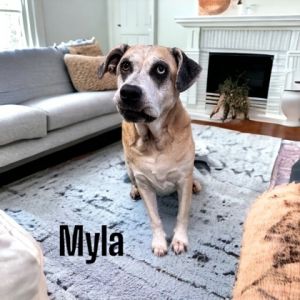 Myla