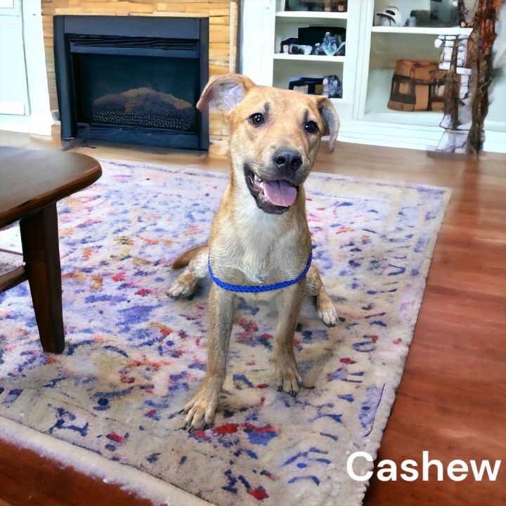 Cashew, an adoptable Carolina Dog & Mountain Cur Mix in Cumberland, MD_image-1