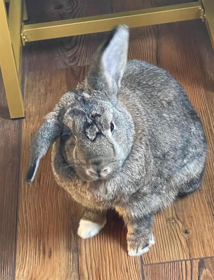CJ Bunny: Not at the Shelter 1