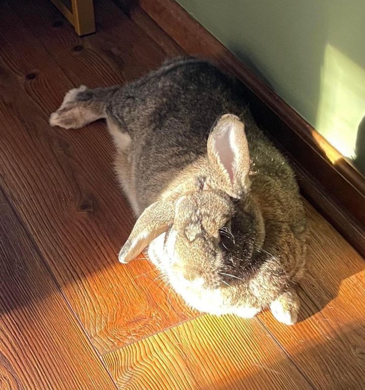 CJ Bunny: Not at the Shelter 2