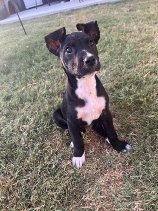 Small mixed breed hot sale dogs for adoption