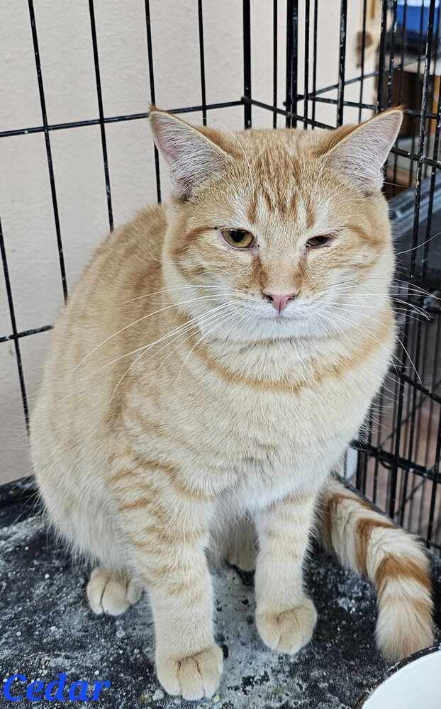 Cedar, an adoptable Domestic Short Hair in Jemez Pueblo, NM, 87024 | Photo Image 2