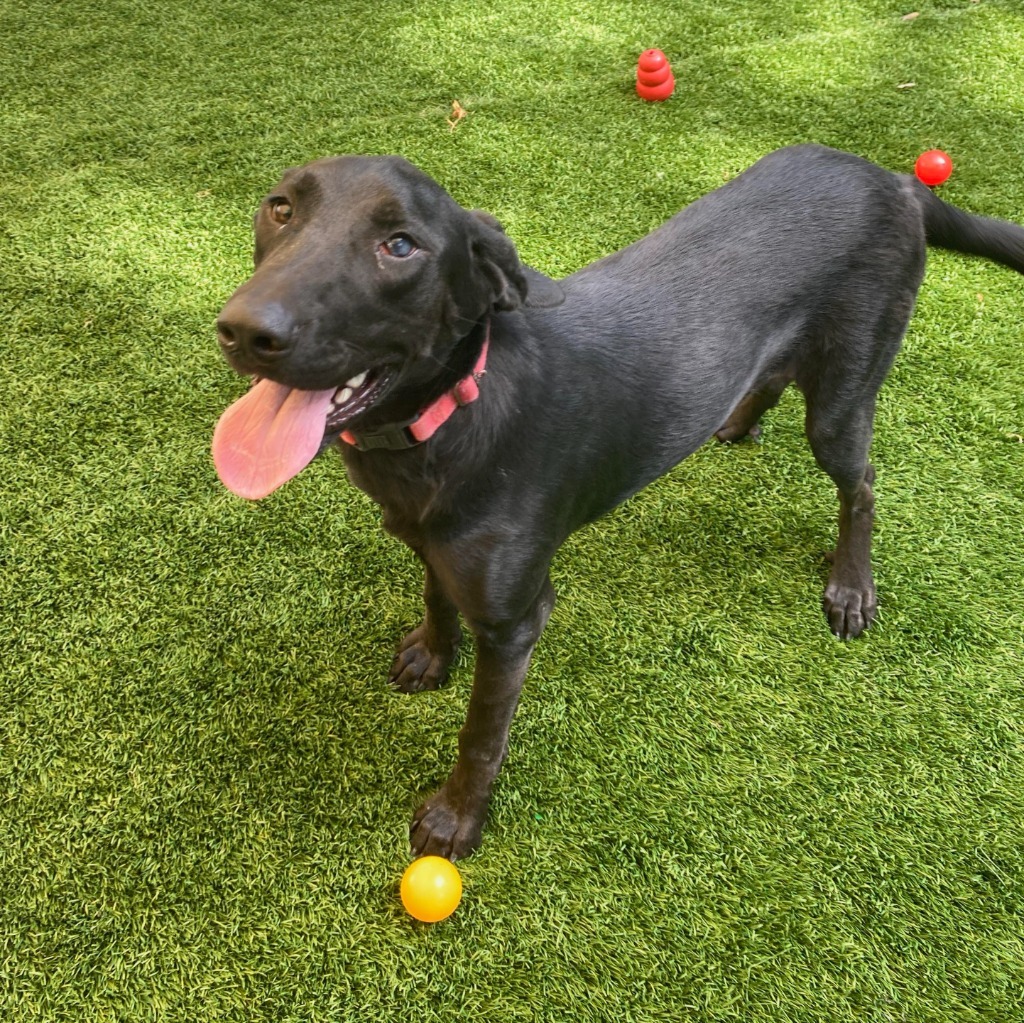 Singer, an adoptable Hound, Labrador Retriever in Laurie, MO, 65038 | Photo Image 1