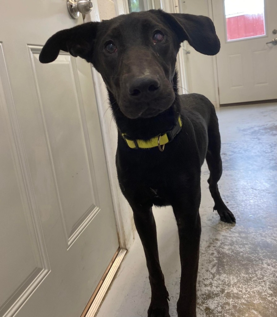 Singer, an adoptable Hound, Labrador Retriever in Laurie, MO, 65038 | Photo Image 2