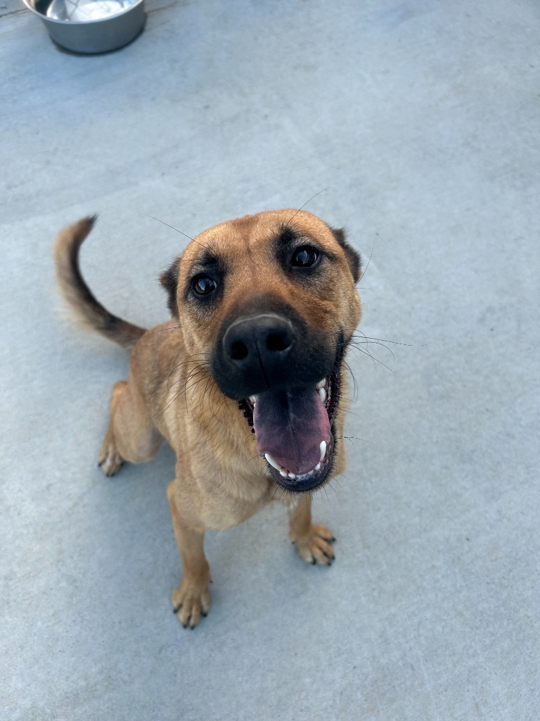 Dara, an adoptable Hound, Mountain Cur in Johnson City, TN, 37604 | Photo Image 1