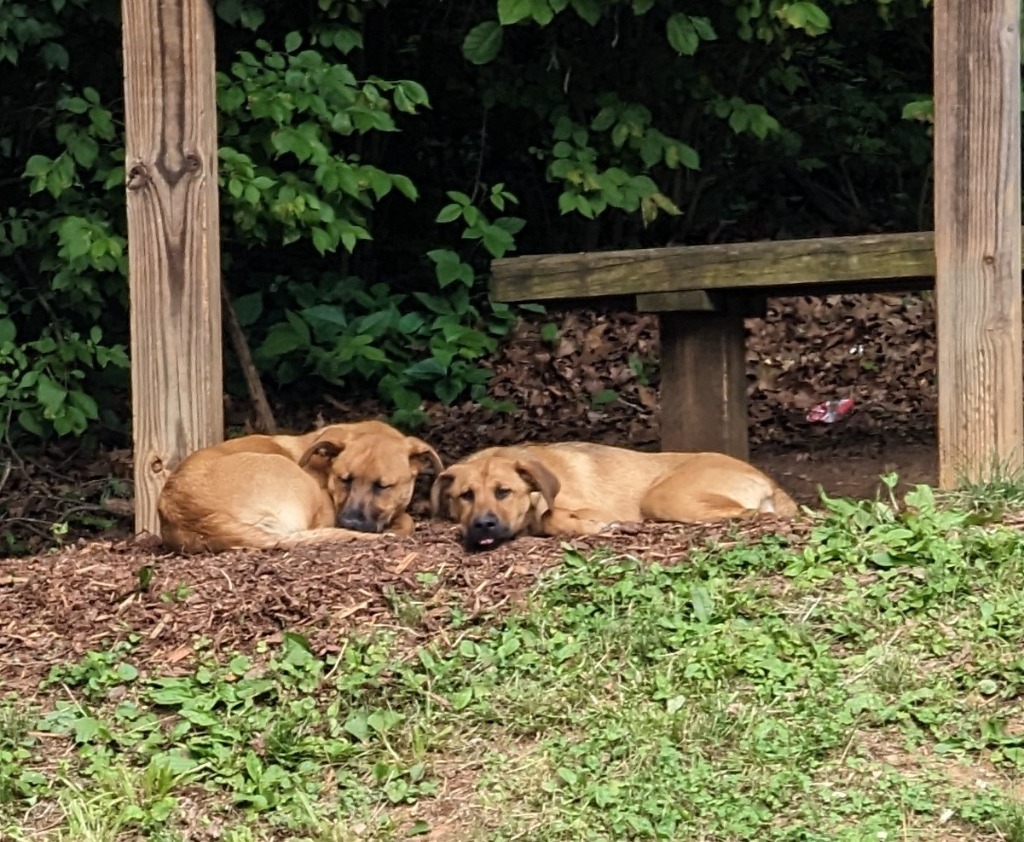 Dara, an adoptable Hound, Mountain Cur in Johnson City, TN, 37604 | Photo Image 2