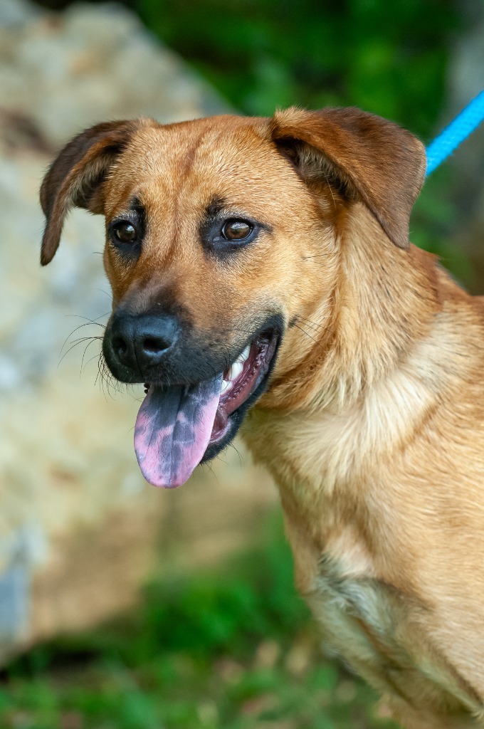 Dara, an adoptable Hound, Mountain Cur in Johnson City, TN, 37604 | Photo Image 3