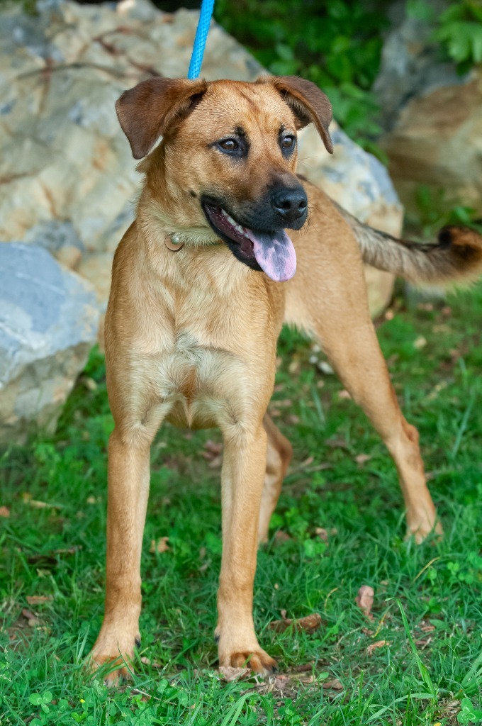 Dara, an adoptable Hound, Mountain Cur in Johnson City, TN, 37604 | Photo Image 4