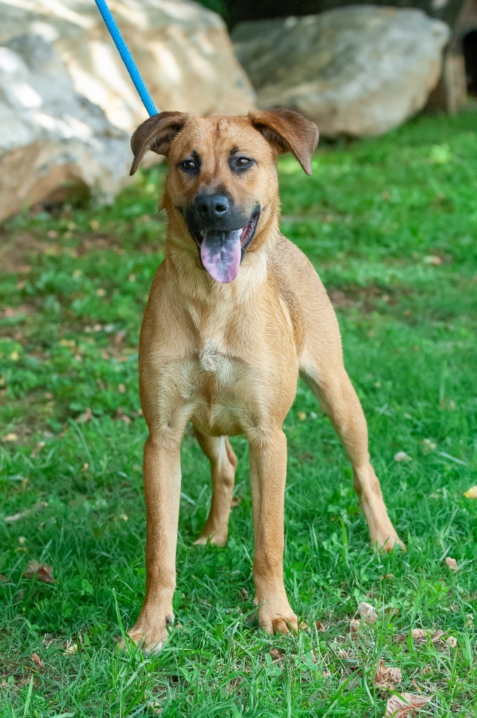 Dara, an adoptable Hound, Mountain Cur in Johnson City, TN, 37604 | Photo Image 5