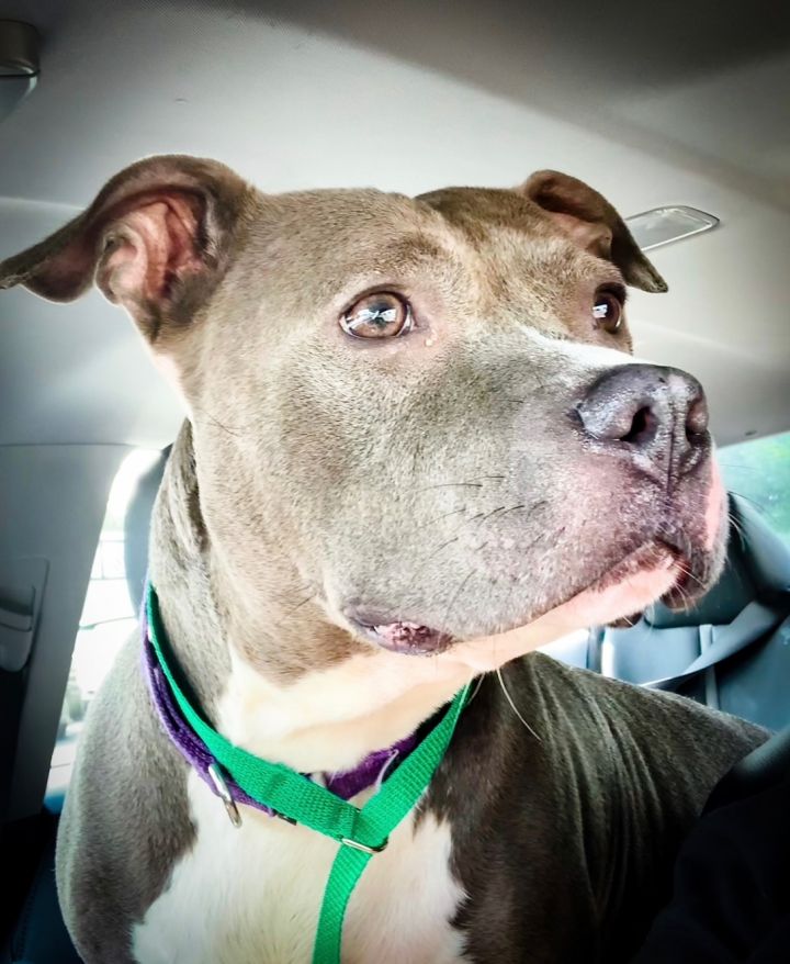 Kryptonite, an adoptable American Staffordshire Terrier in Lynbrook, NY_image-2