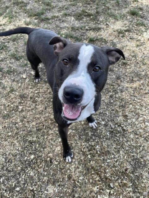 WESLEY, an adoptable Pit Bull Terrier, Mixed Breed in Saginaw, MI, 48602 | Photo Image 1