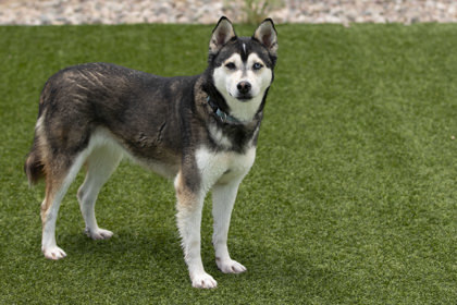 Tasha, an adoptable Husky in Peyton, CO, 80831 | Photo Image 3