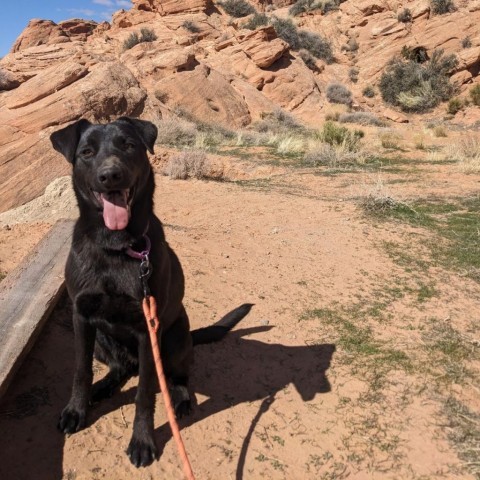 Malla, an adoptable Cattle Dog, German Shepherd Dog in Moab, UT, 84532 | Photo Image 1