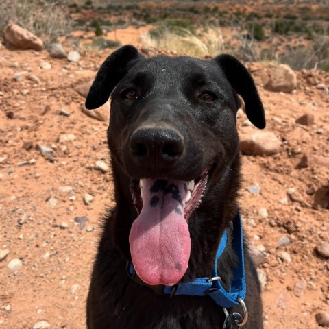Malla, an adoptable Mixed Breed in Moab, UT, 84532 | Photo Image 2
