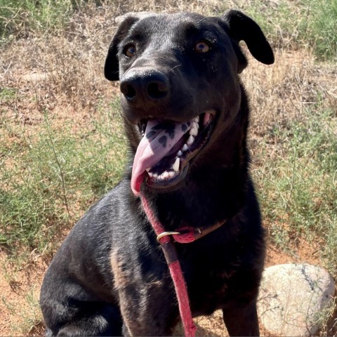 Malla, an adoptable Cattle Dog, German Shepherd Dog in Moab, UT, 84532 | Photo Image 2